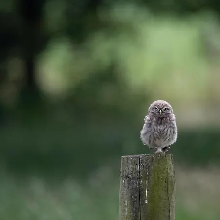 Bed & Breakfast The Cat And The Owl *