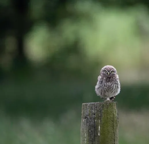 Bed & Breakfast The Cat And The Owl 3*
