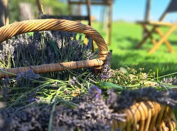 Bed & Breakfast The Cat And The Owl Groenlo