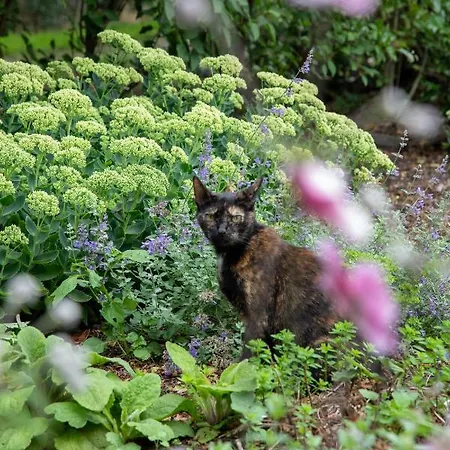 The Cat And The Owl Frühstückspension