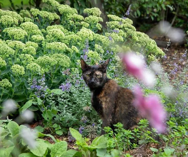The Cat And The Owl Bed and breakfast
